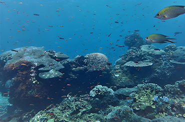 Gamat Bay Snorkeling Point